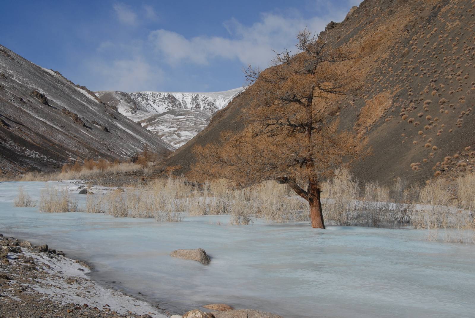 In Mongolia leopardi delle nevi e pastori convivono