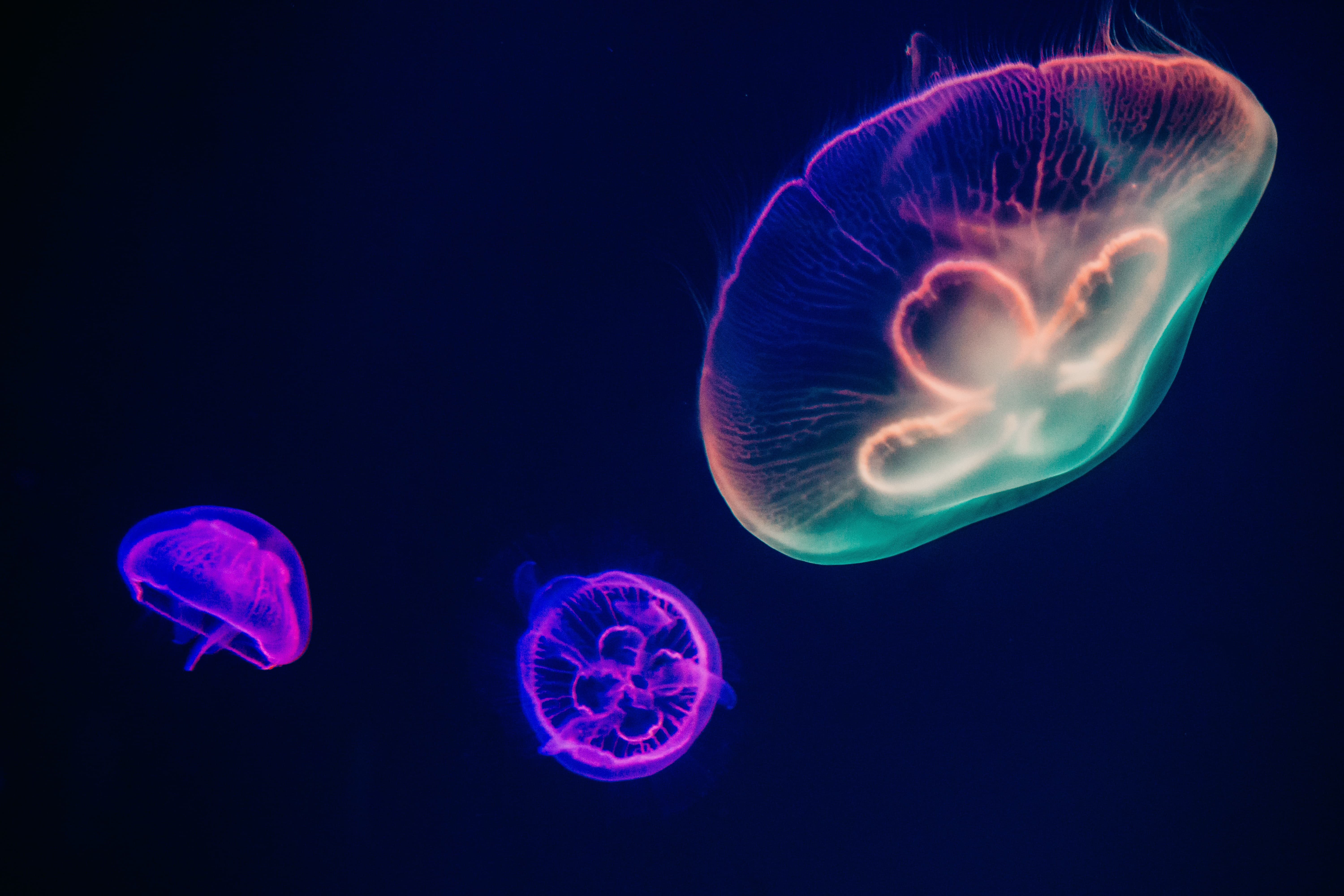 three-multicolored-jellyfishes-1086584