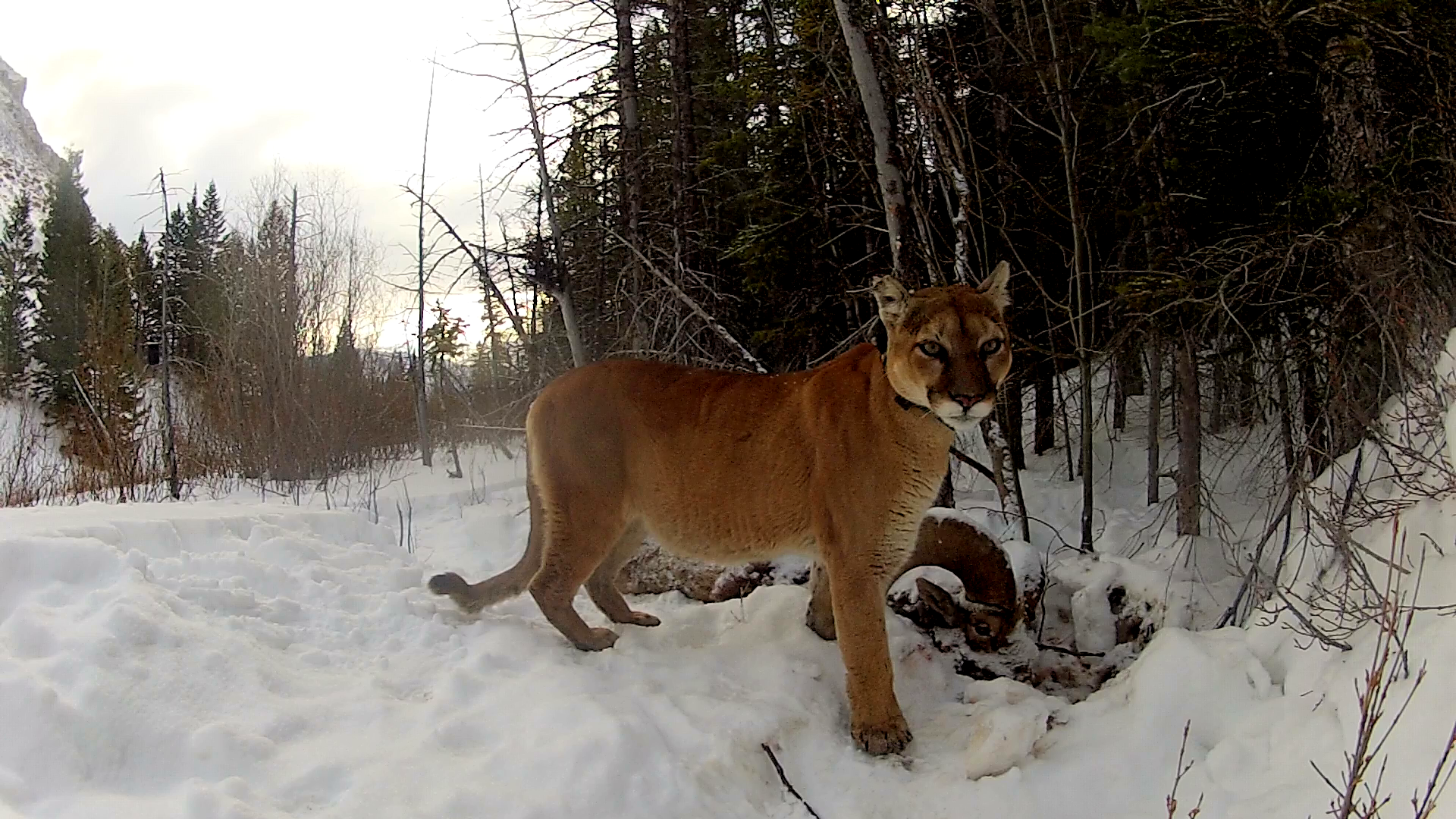 Sono i lupi i top predator del Wyoming