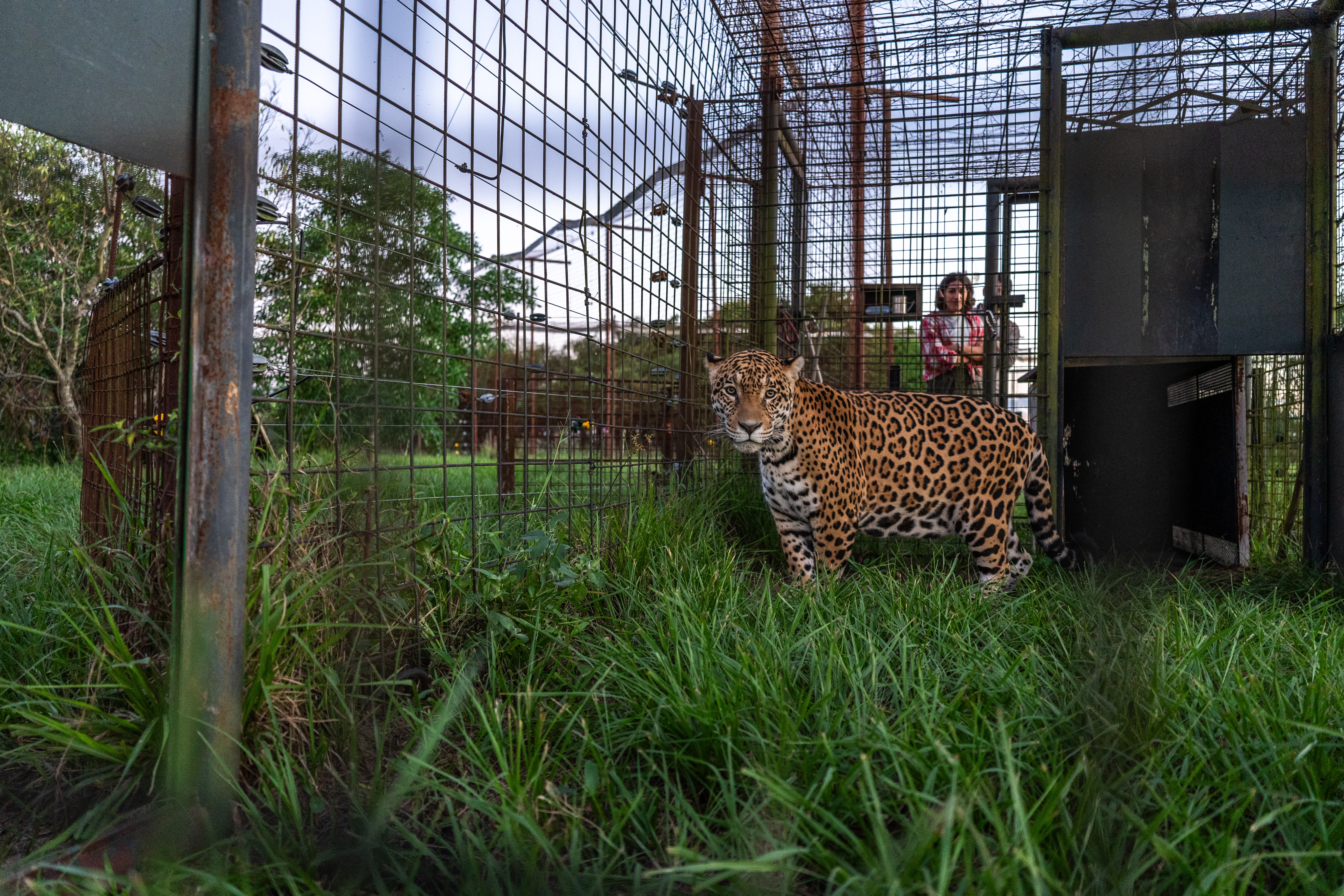 Il nuovo capitolo della storia millenaria del giaguaro in Argentina