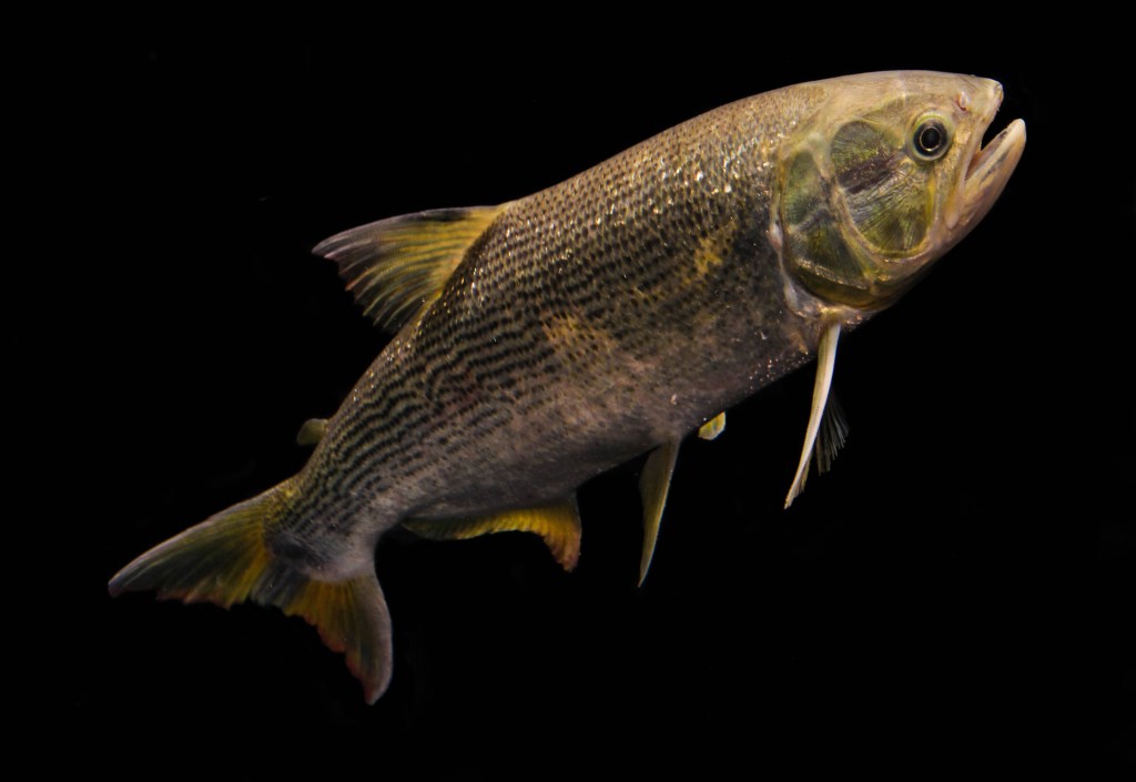 Il Dorado, uno dei pesci migratori più minacciato del Bacino delle Amazzoni, che ospita 2700 specie ittiche.