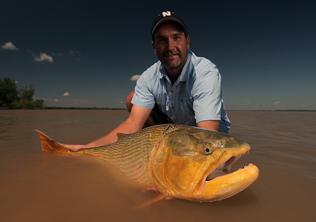 Il dorado (Piratumba rousseauxii), lungo fino a 2 metri, è capace della più lunga migrazione di acqua dolce del mondo (12mila km). E' uno dei pesci migratori più grande del mondo.