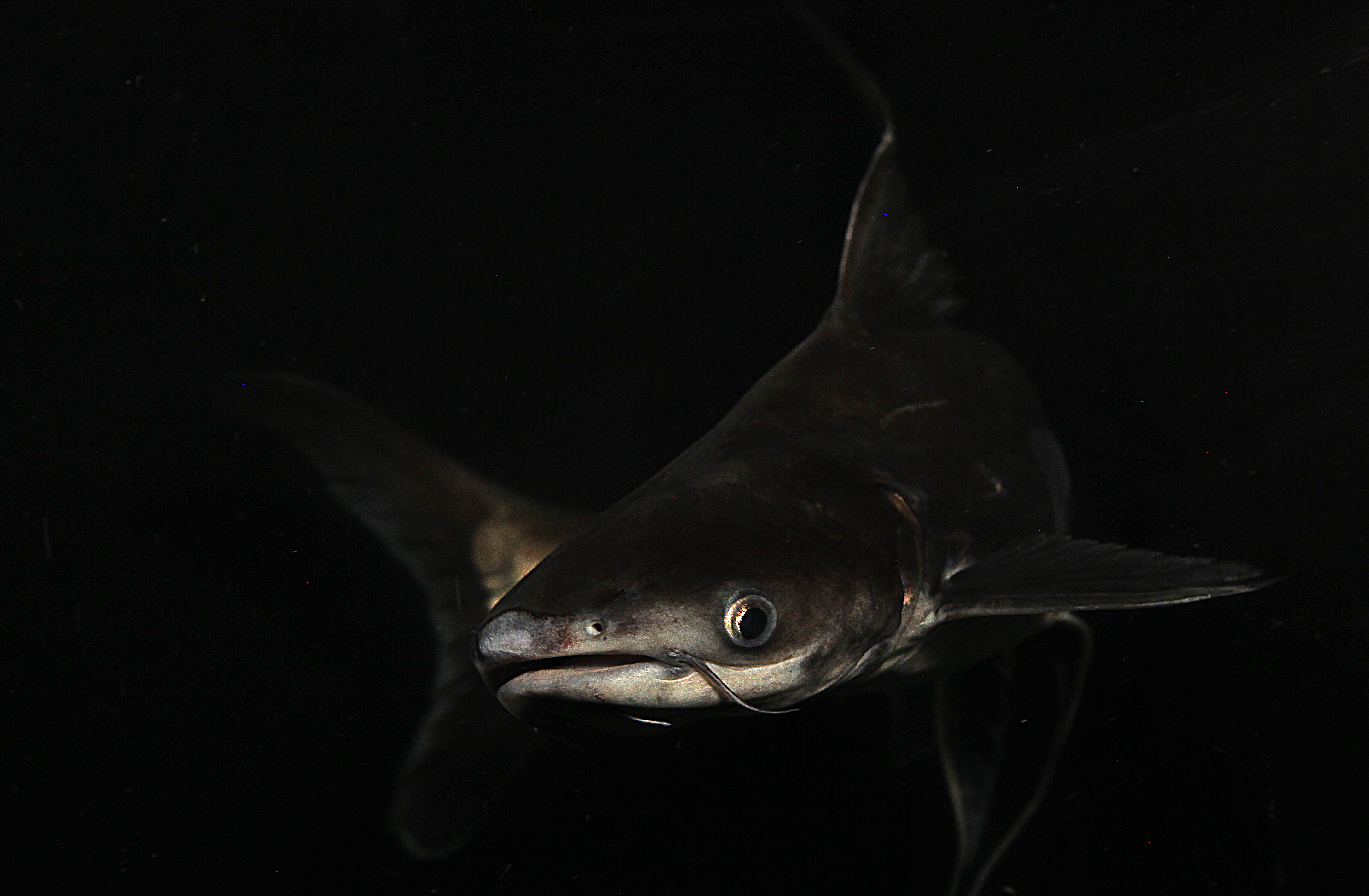 I grandi pesci migratori di acqua dolce sono al collasso