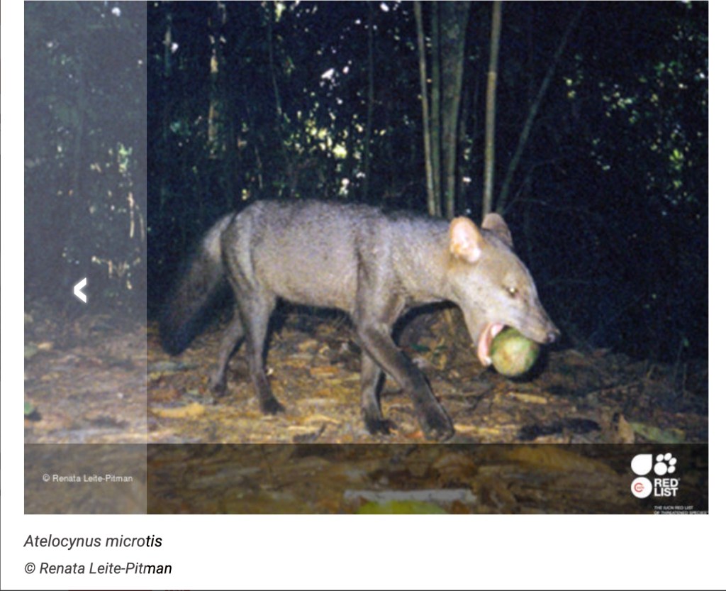 Il "fantasma dell'Amazzonia", uno dei canidi meno conosciuti al mondo, potrebbe estinguersi se l'Amazzonia entro questo secolo dovesse trasformarsi in una savana a causa del cambiamento climatico